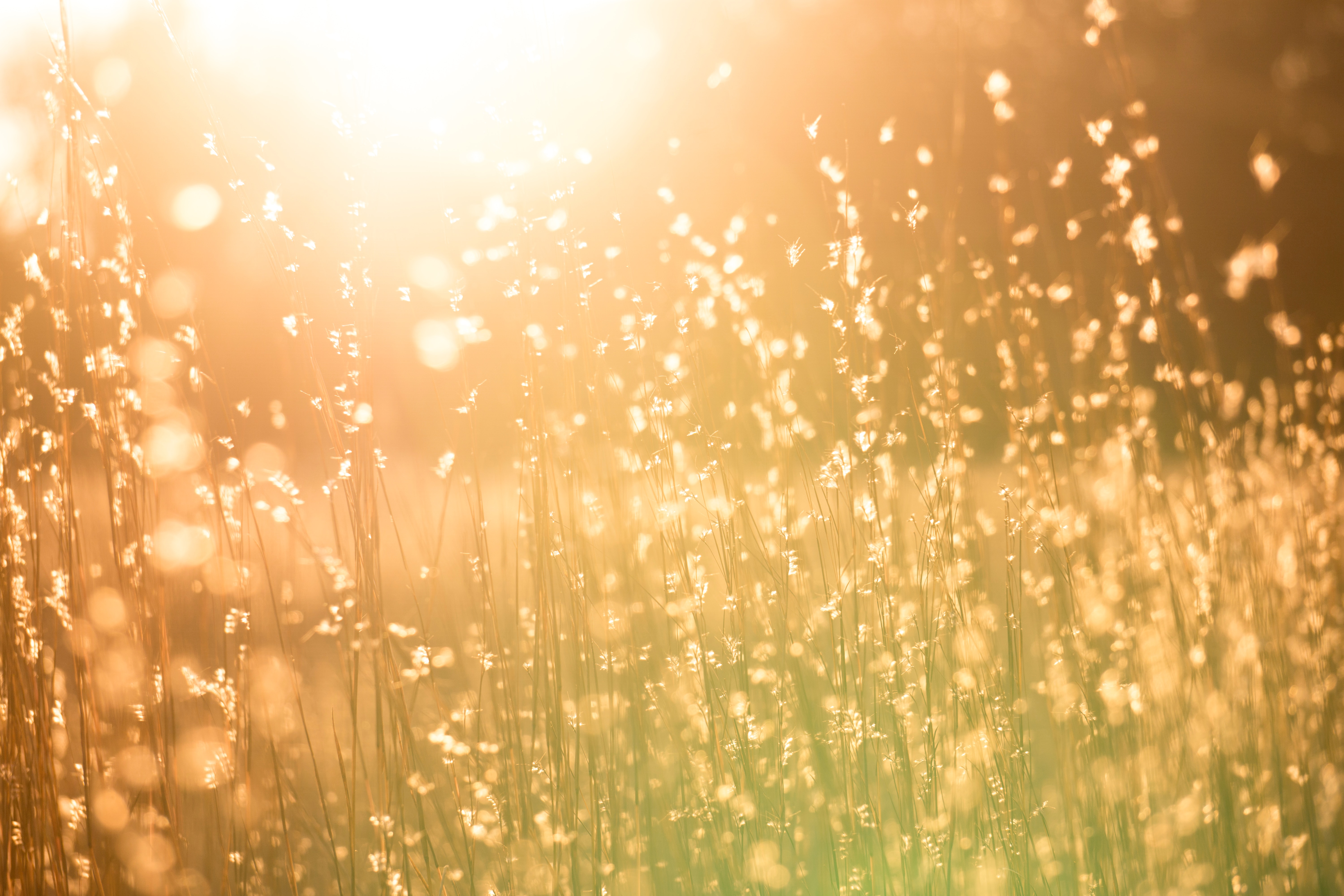 Sunlight filtered through light colored grasses.