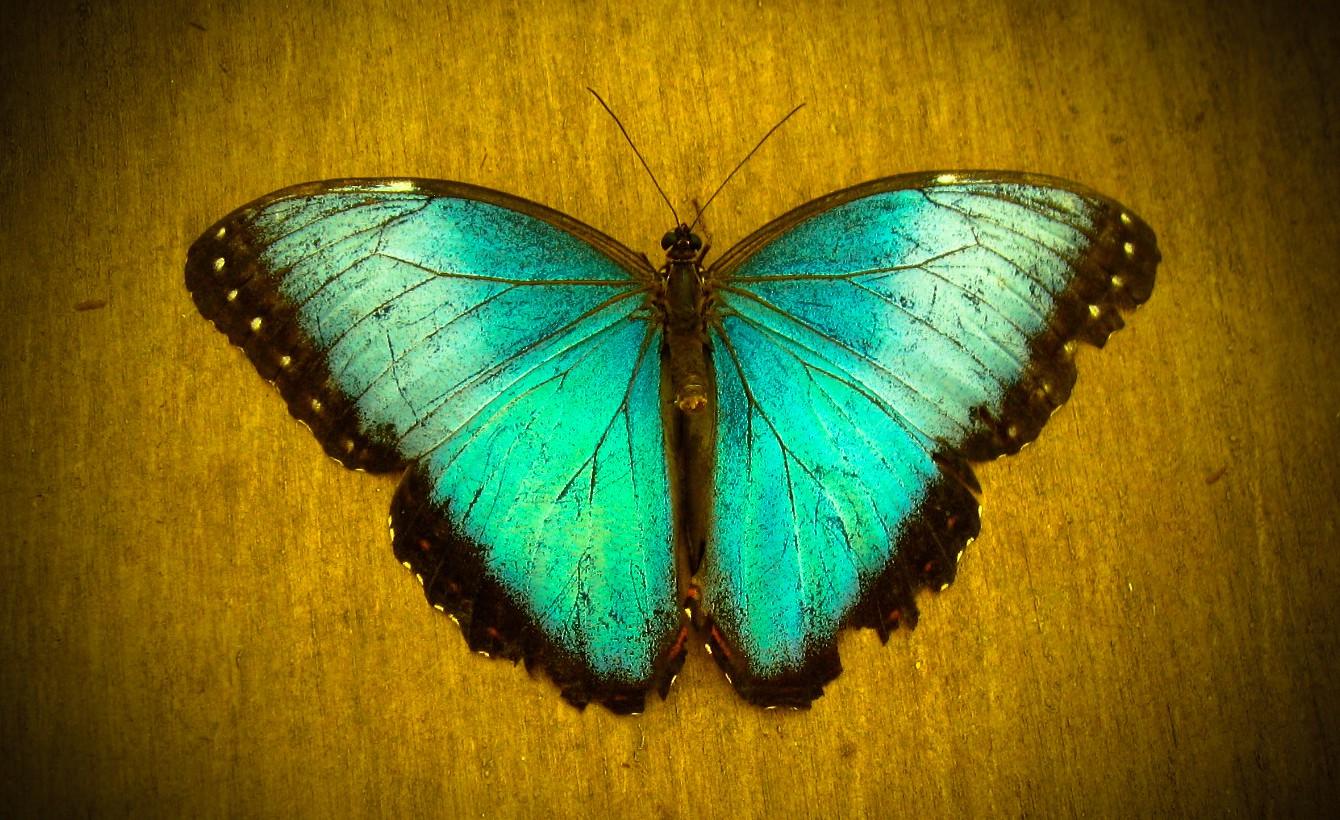 Beautiful iridescent green butterfly representing change and hope.